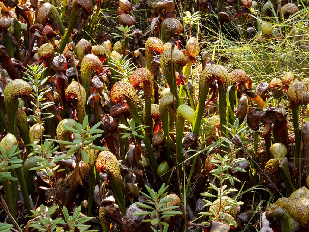 rare-endemic-plants-kalmiopsis-audubon-society